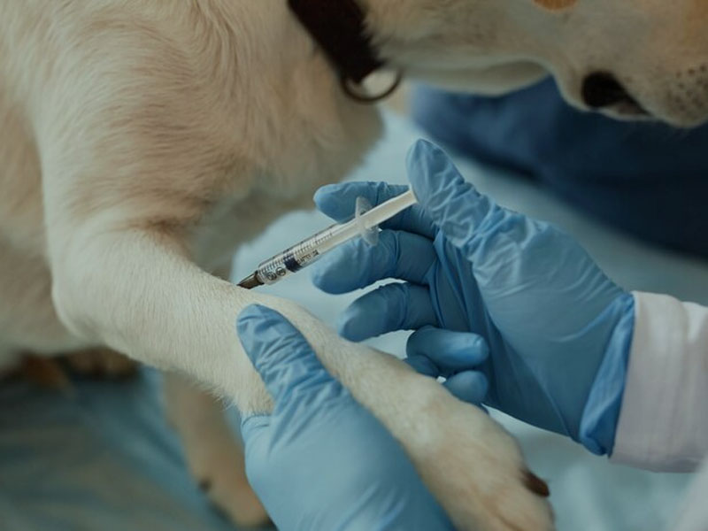 এআইএম ভ্যাকসিন 